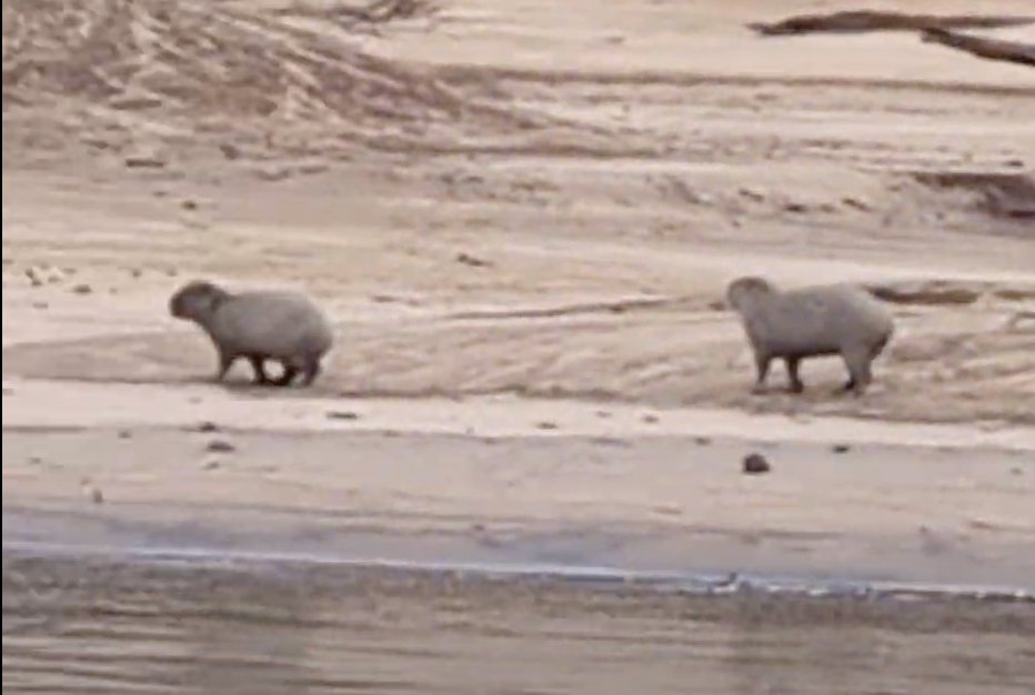 capybaras